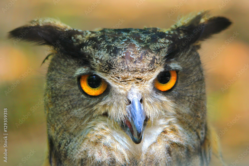 Obraz premium Great Horned Owl - Wild Raptors from the USA - Nature's Bright Eyes