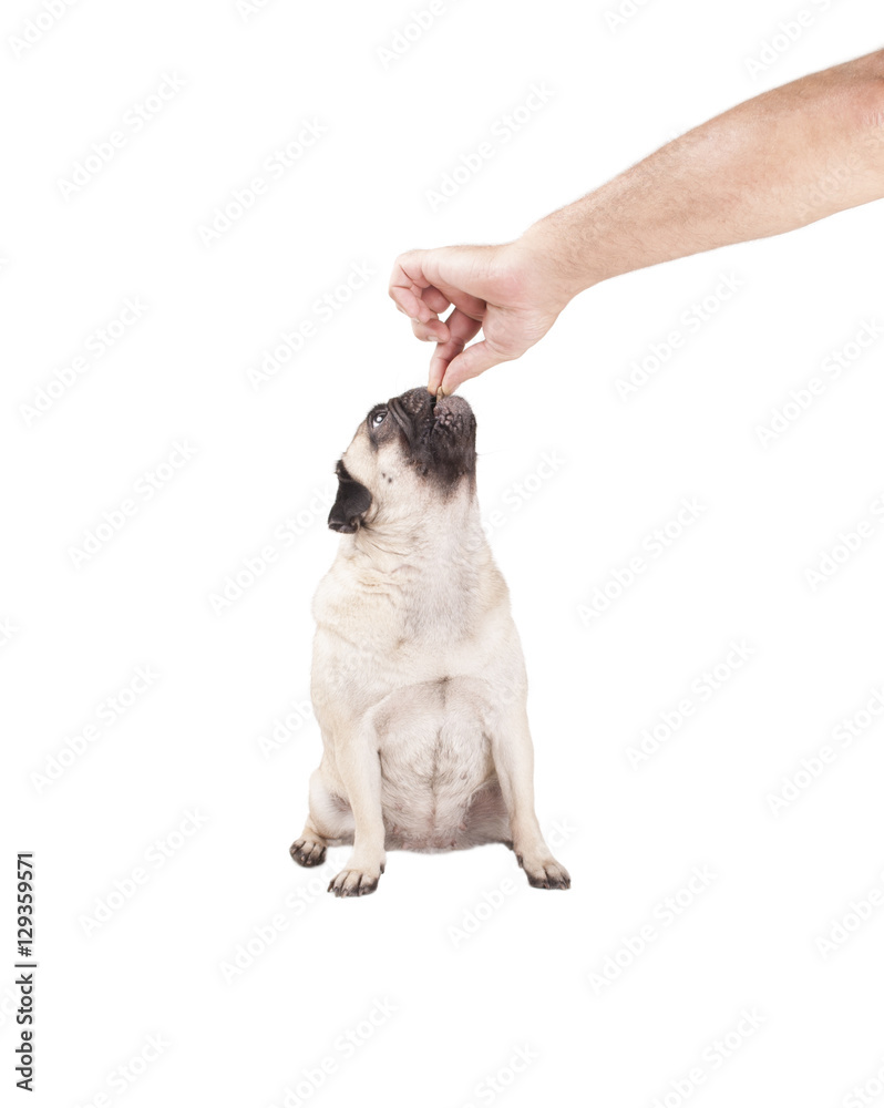 cute pug puppy dog sitting and eating a treat from hand of man, isolated on white background