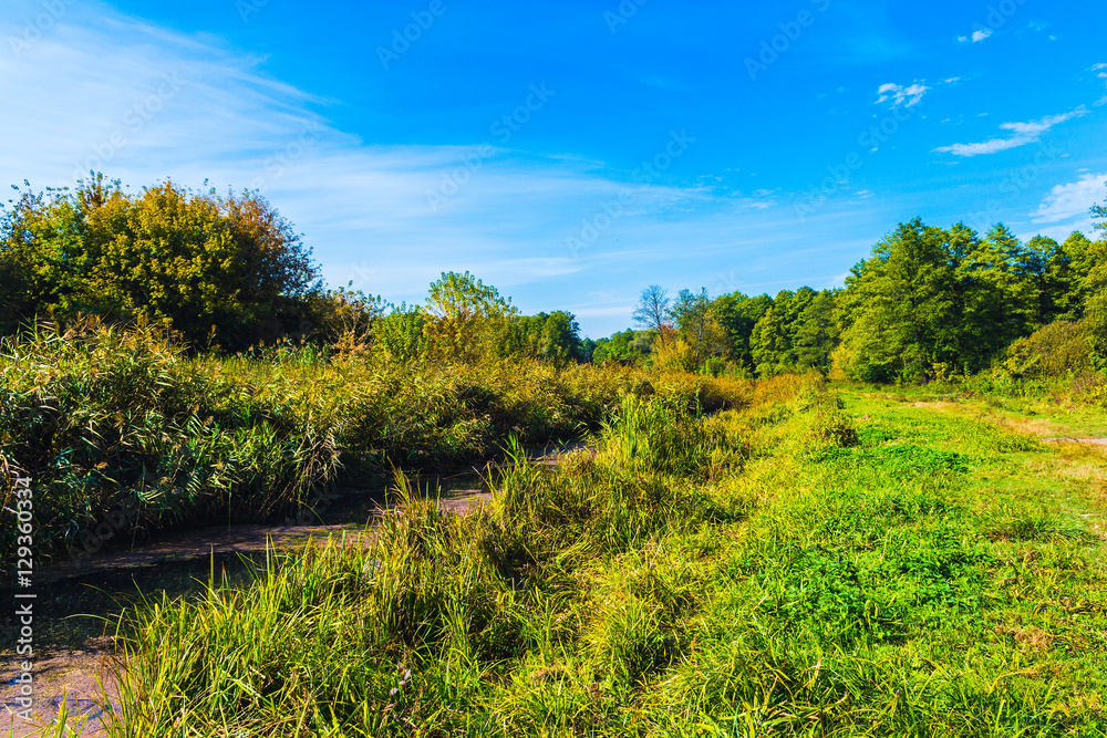 Obraz premium small river in autumn season
