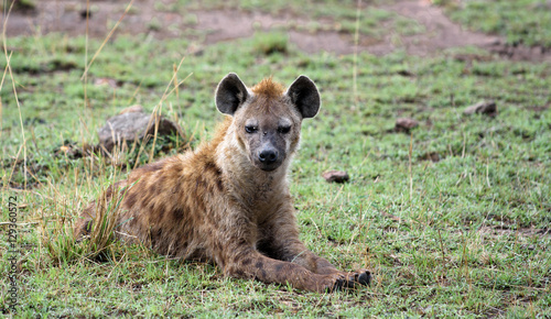 Hyena front face