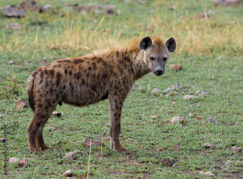 Hyena standing