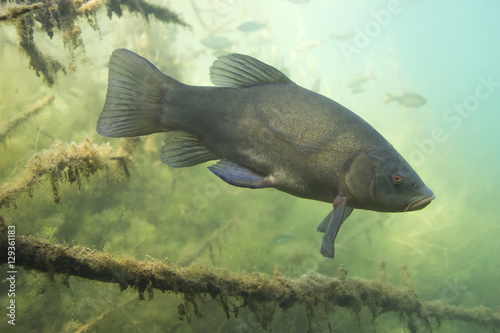 Freshwater fish Tench (Tinca tinca) in the beautiful clean pound. Underwater shot in the lake. Wild life animal called Doctor fish. Tench in the nature habitat with green background. Live in the lake