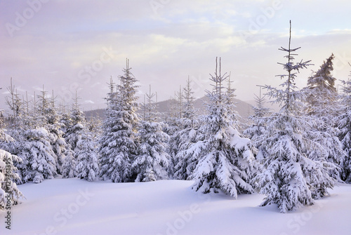 Christmas trees under heavy snow © yablochniuk