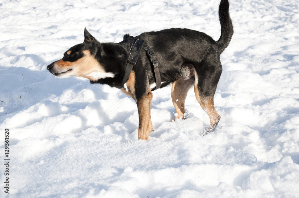 black dog on sunny winter snow black dog on sunny winter snow