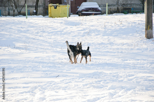 black dogs on sunny winter snow