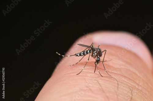 Tiger mosquito (Aedes albopictus) ready for bite human skin

