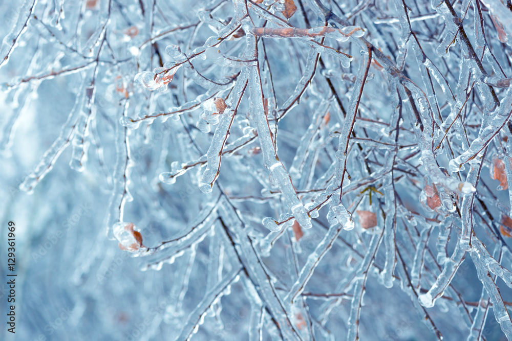Tree branches frozen in the ice. Frozen tree branch in winter forest. Tree branches frozen in the ice. Frozen tree branch in winter forest.