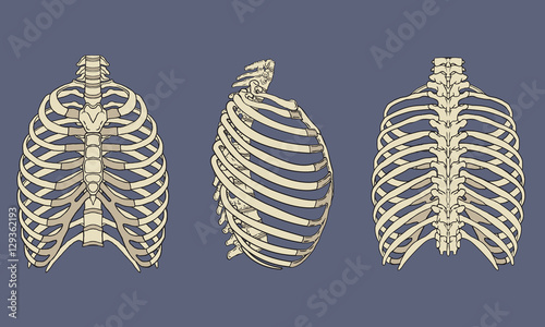 Human Rib Cage Skeletal Anatomy Pack