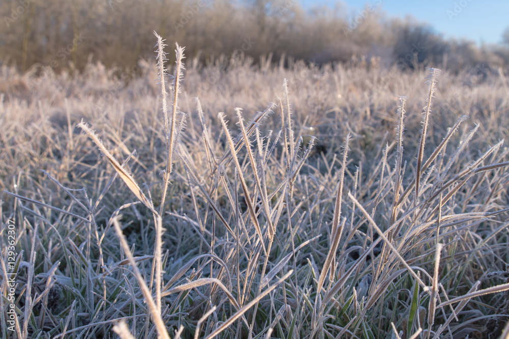 Fototapeta premium Ice Crystal On Grass Krefeld