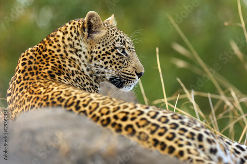 The African leopard  Panthera pardus   young female lying on termite