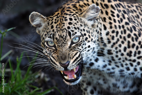 The leopard (Panthera pardus),leopardess teeth bared, impending mother