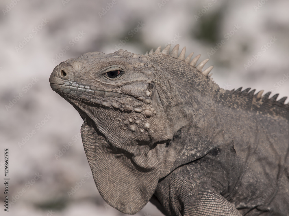 Obraz premium Cuban rock iguana (Cyclura nubile)