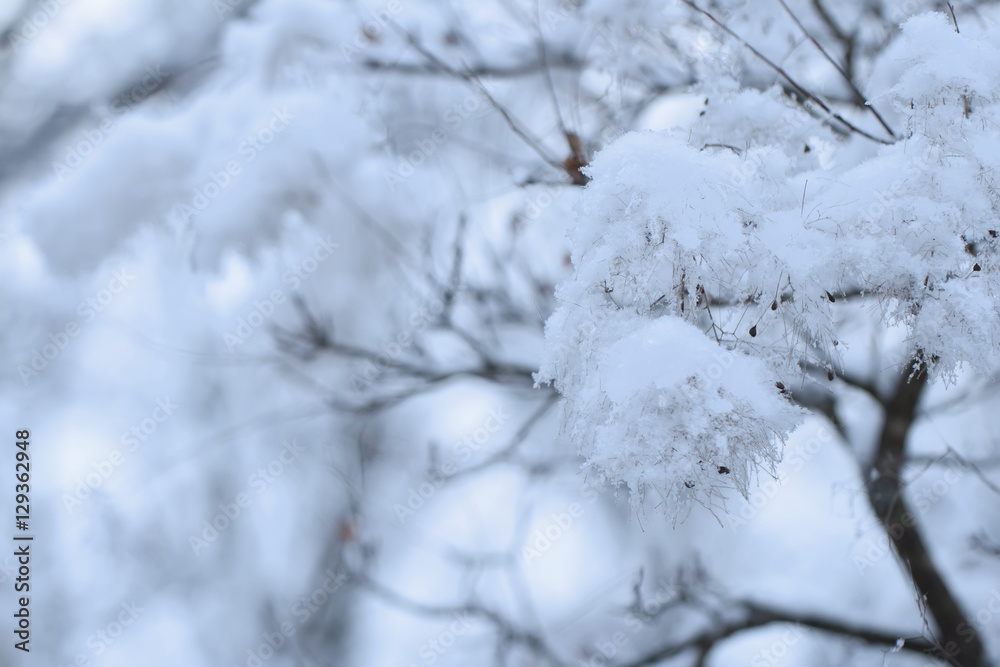 fluffy smoke tree branch in the snow Christmas festive winter background
