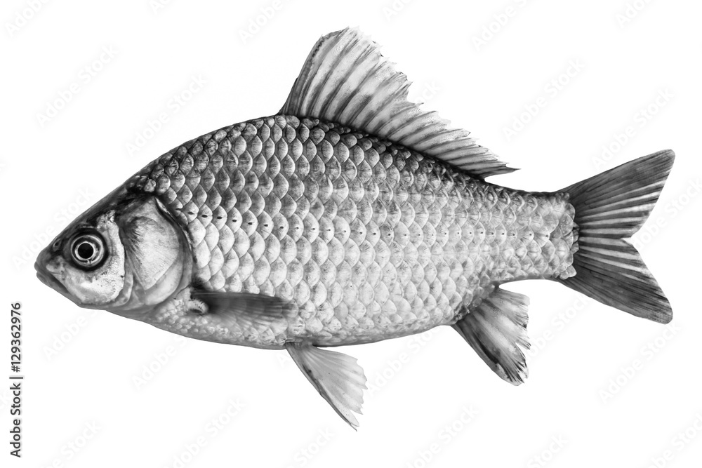 Fish crucian carp, isolated black and white, side view. Fish crucian carp, isolated black and white, side view.