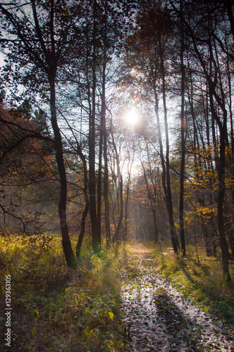 Waldweg im Herbstlicht