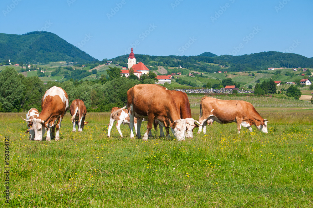 Cow herd grazing in a field - rural scene