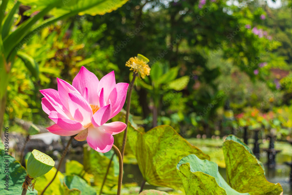 Lotus flower in Water Palace of Tirta Gangga East Bali, Indonesi Lotus flower in Water Palace of Tirta Gangga East Bali, Indonesi