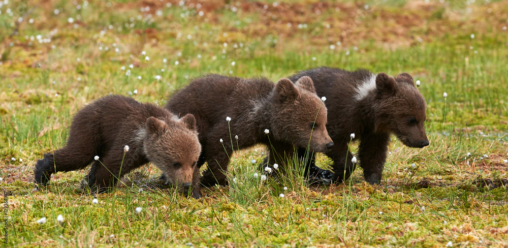 Fototapeta premium THree Brown bear cubs