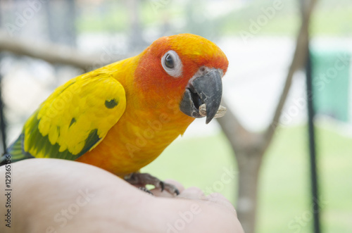Bird feeding on hand