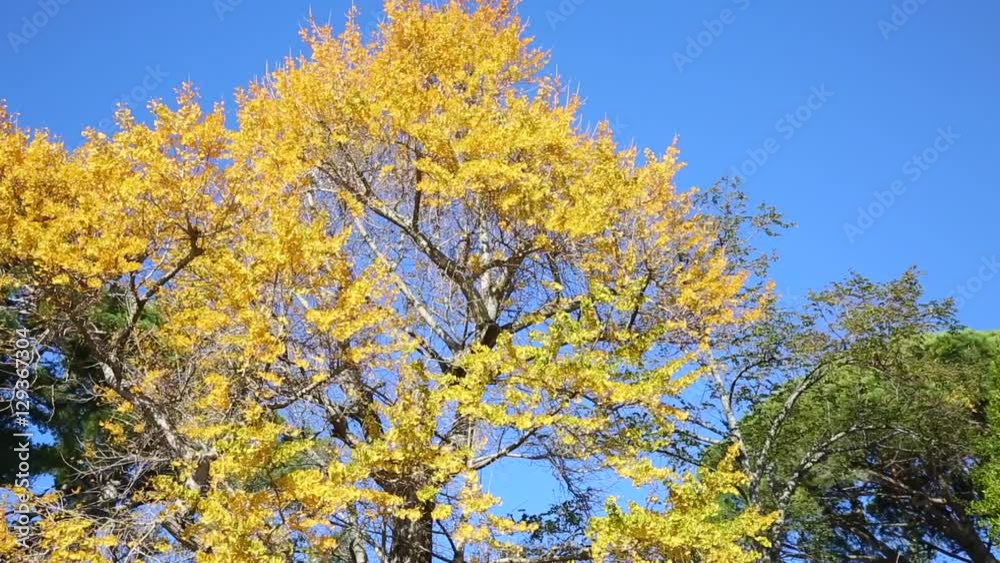 Ginkgo biloba autumnal foliage moved by wind Ginkgo biloba autumnal foliage moved by wind