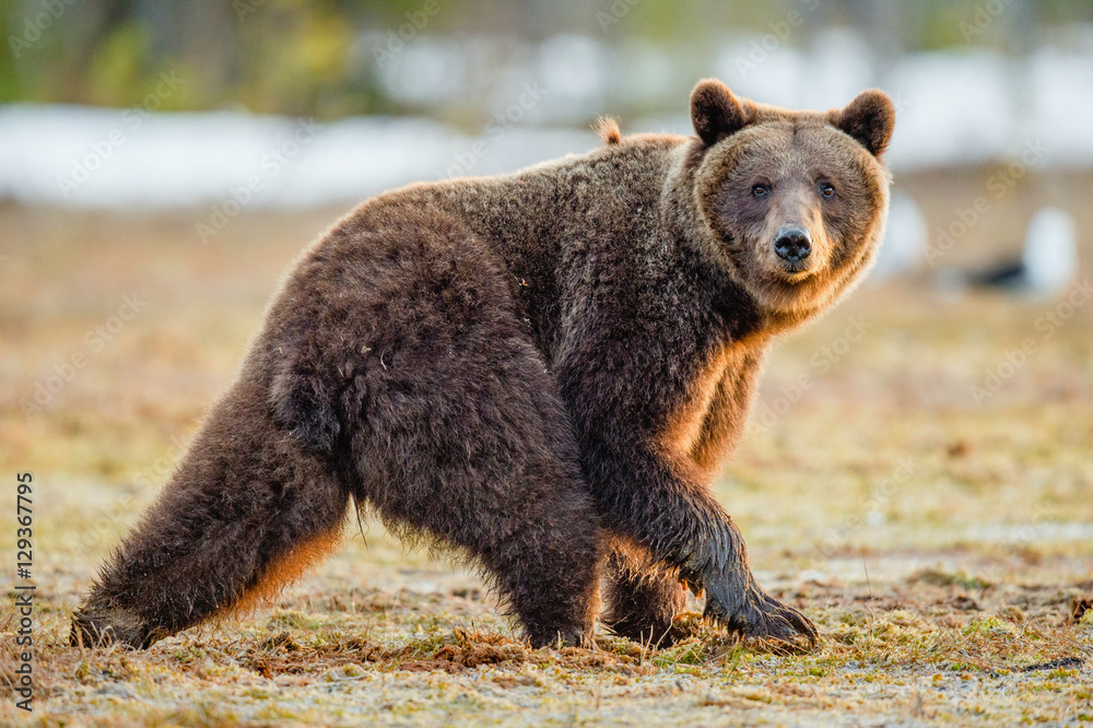 Brown Bear (Ursus arctos) on a bog. Spring forest. Brown Bear (Ursus arctos) on a bog. Spring forest.