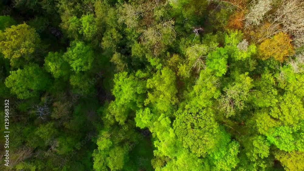 Looking straight down on lush springtime forests, rebirth of the trees. Looking straight down on lush springtime forests, rebirth of the trees.