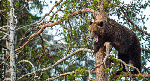 She-bear  having scented danger, got on a Pine tree. Brown Bear (Ursus arctos). Spring forest.