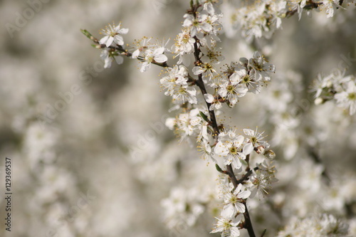 Weißdornblüten  © calla