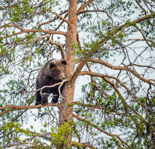Bear-cubs having scented danger, have climbed on a Pine tree. Brown Bear (Ursus arctos). Spring forest.
