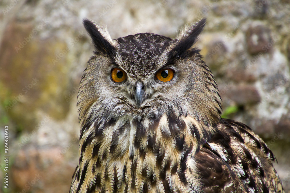 Portrait of eagle owl Portrait of eagle owl