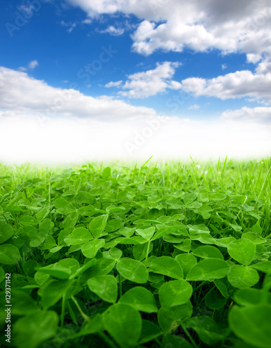 green clover field