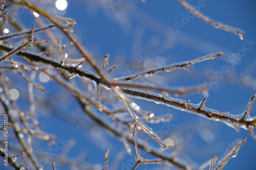 Tree Branches With Ice © Greg