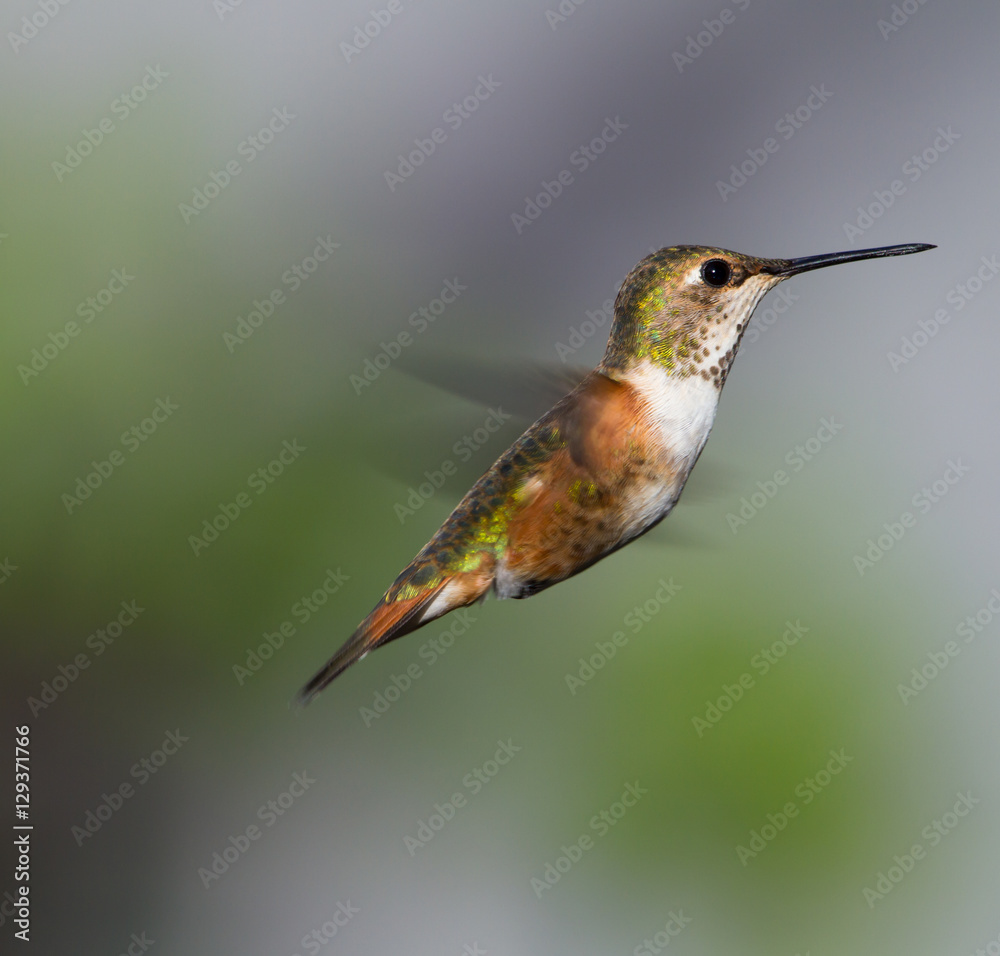 Obraz premium Small female hummingbird hovering near the garden looking for a food source