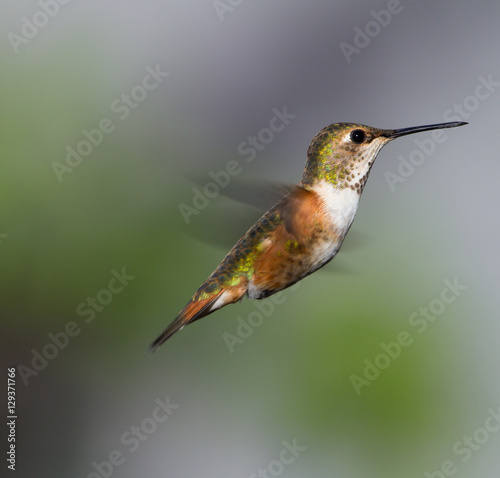 Small female hummingbird hovering near the garden looking for a food source
