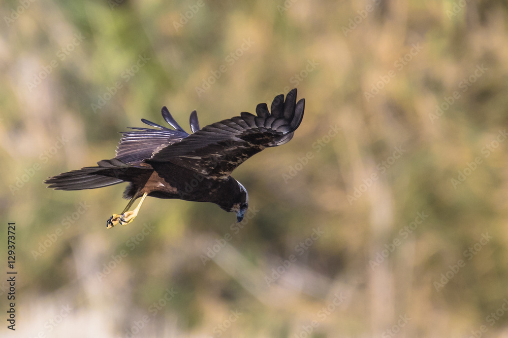 Obraz premium Planando