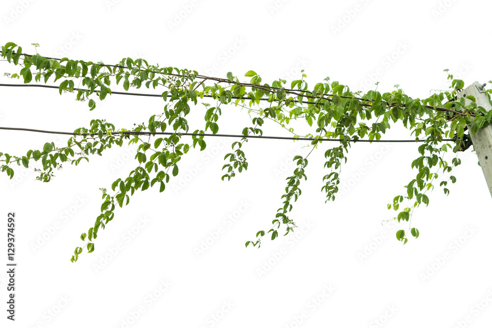 Ivy green with leaf on isolate white background Ivy green with leaf on isolate white background