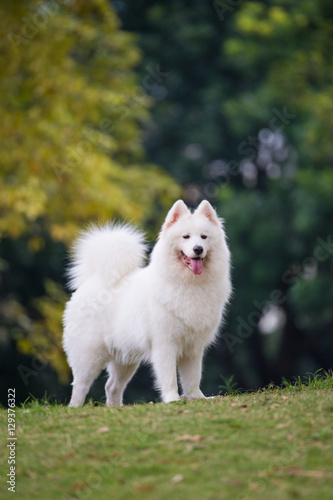 The samoyed  dog on the grass in the park