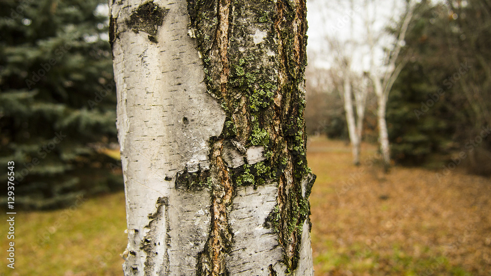 nature, texture, background