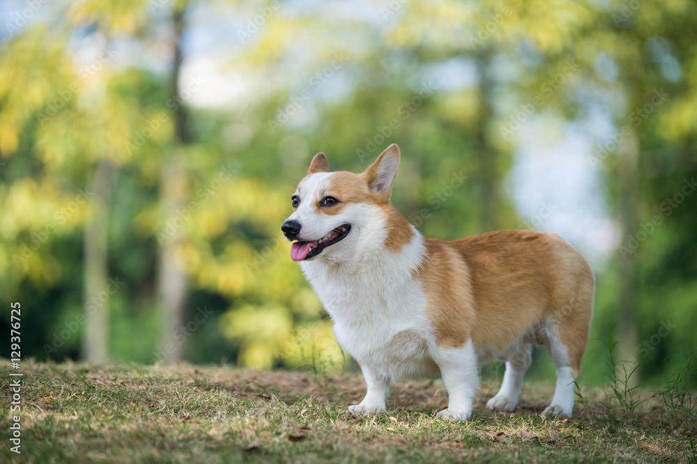 The corgi dog on the grass in the park The corgi dog on the grass in the park