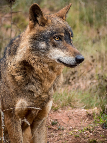 Iberian wolf portrait  Canis lupus signatus 