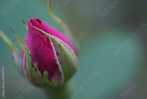 pastel rose