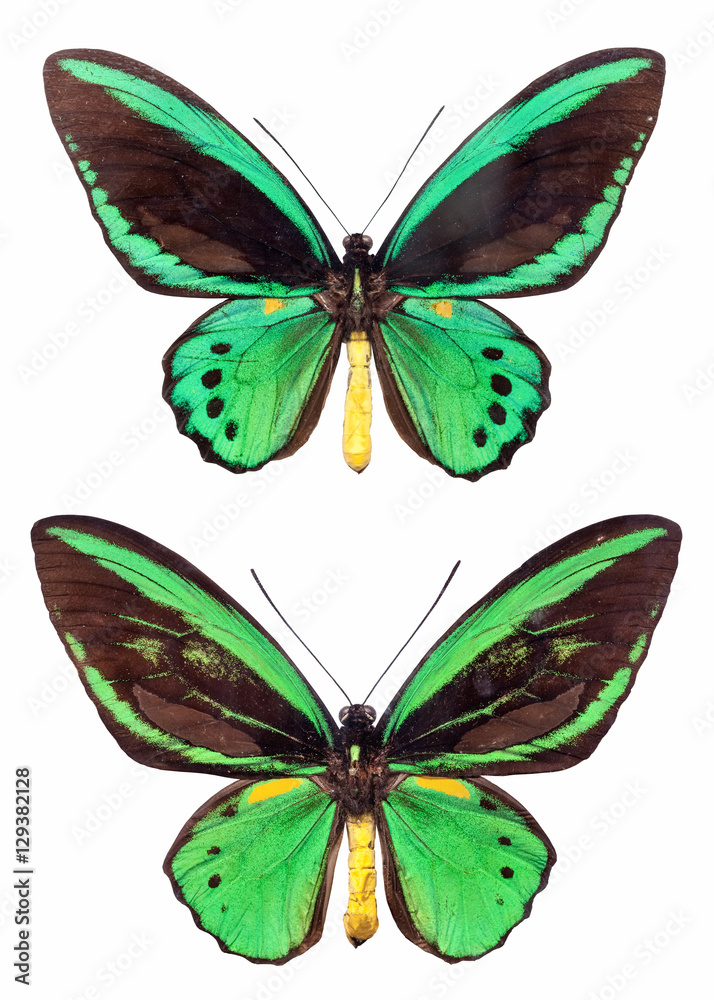 Naklejka premium two papilio isolated