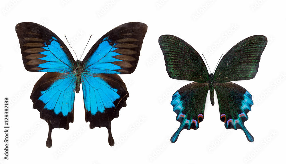 Naklejka premium two butterfly isolated