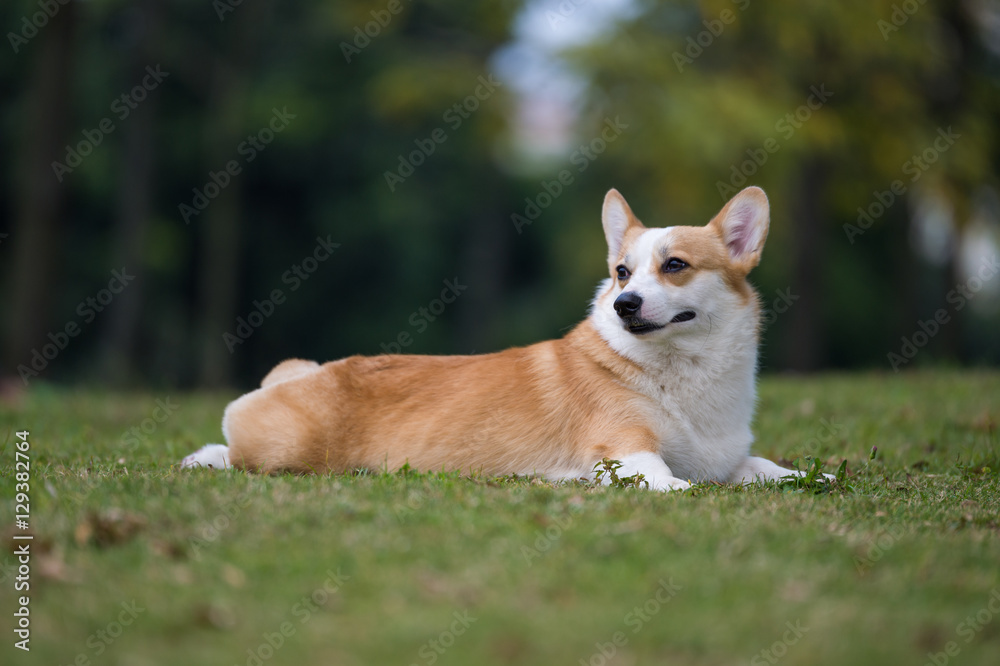 The corgi dog on the grass in the park The corgi dog on the grass in the park