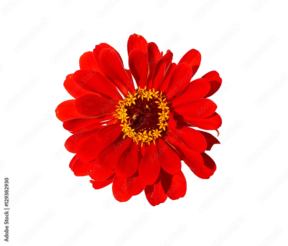 Bright red flower zinnia isolated