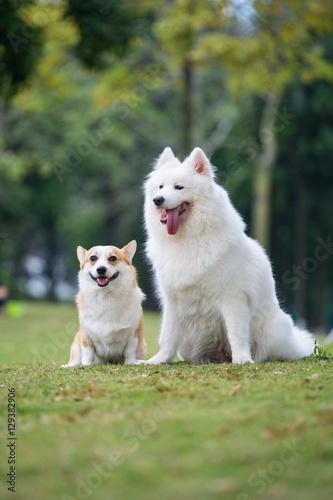 Two dogs on the grass, ke and samoyeds