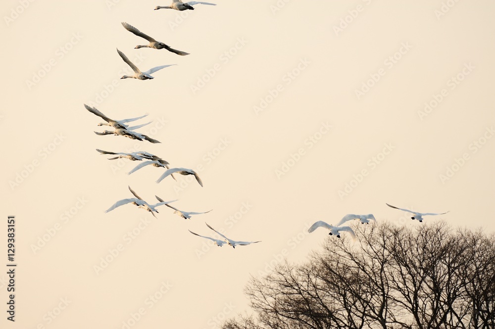 Fototapeta premium 飛び立つコハクチョウ./琵琶湖のコハクチョウです. 