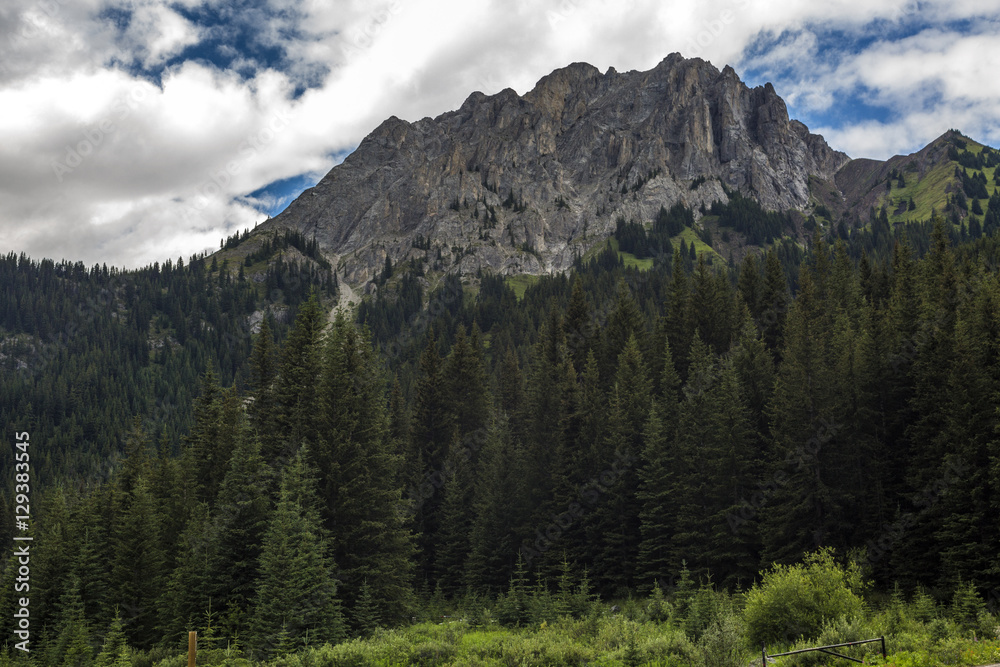 Fototapeta premium Mountain and forest