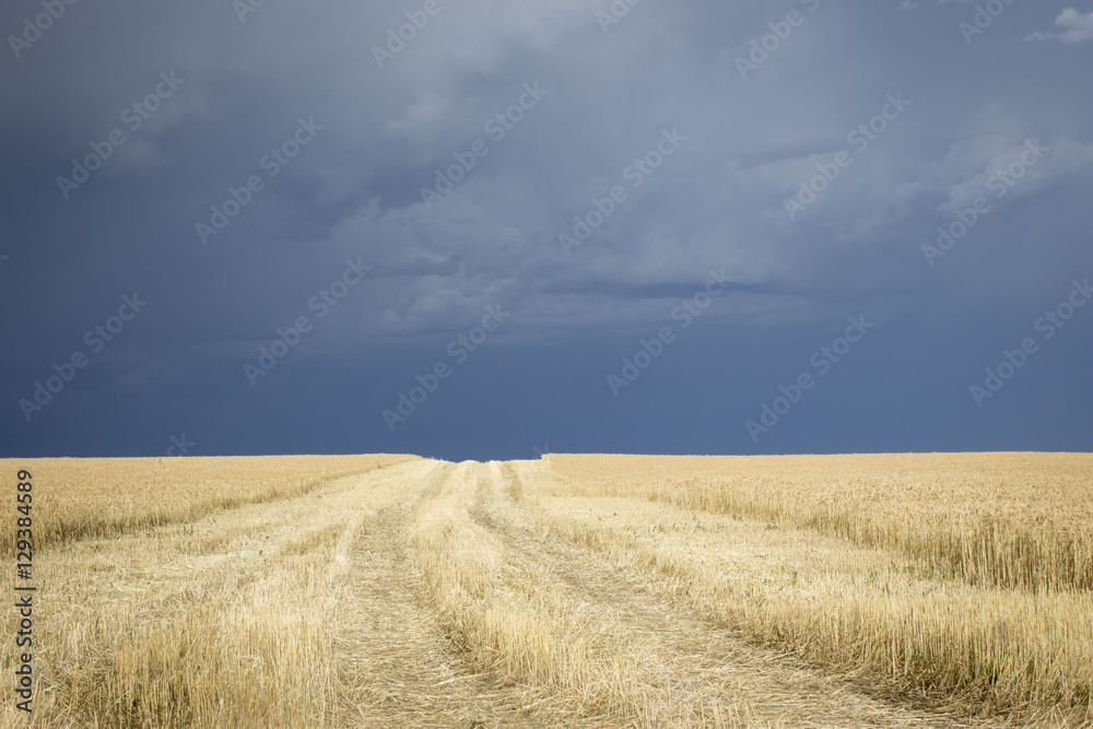 horizontal image of a very dark thunderstorm cloud across the whole sky floating over a golden wheat field with tire tracks running through it in summer time.