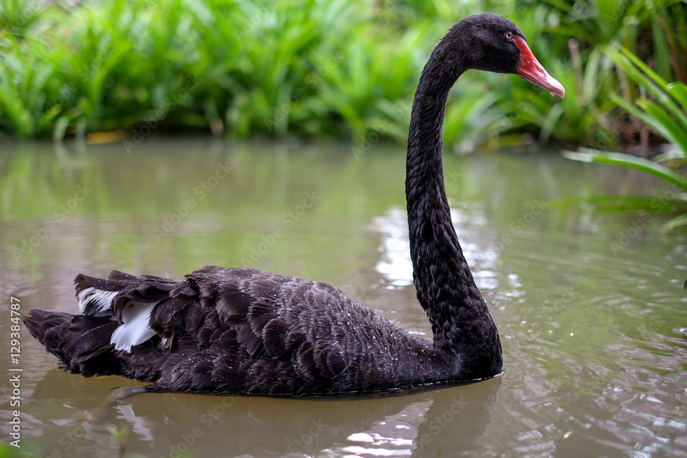 Naklejka premium Black swans swimming on a lake.